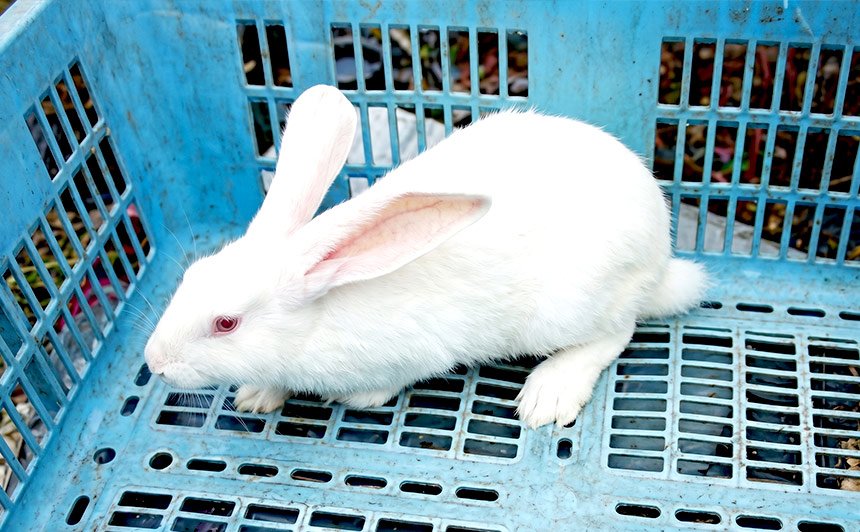 日本白色種　(Japanese White)