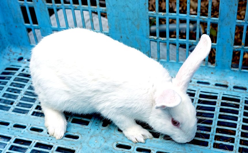 ニュージーランドホワイト系雑種　(New Zealand White)