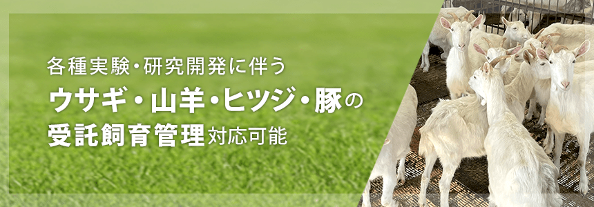 各種実験・研究開発に伴うウサギ・山羊・ヒツジ・豚の受託飼育管理 対応可能
